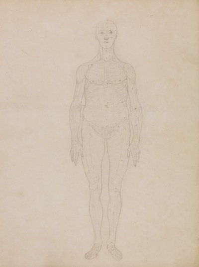 Esposizione anatomica comparativa della struttura del corpo umano con quella di una tigre e un co... da George Stubbs